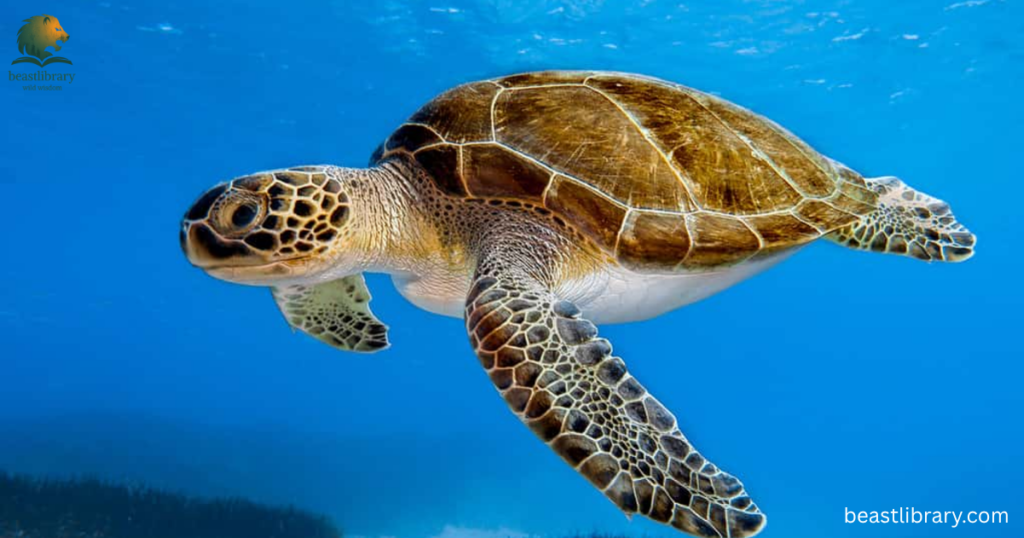 turtle with scales