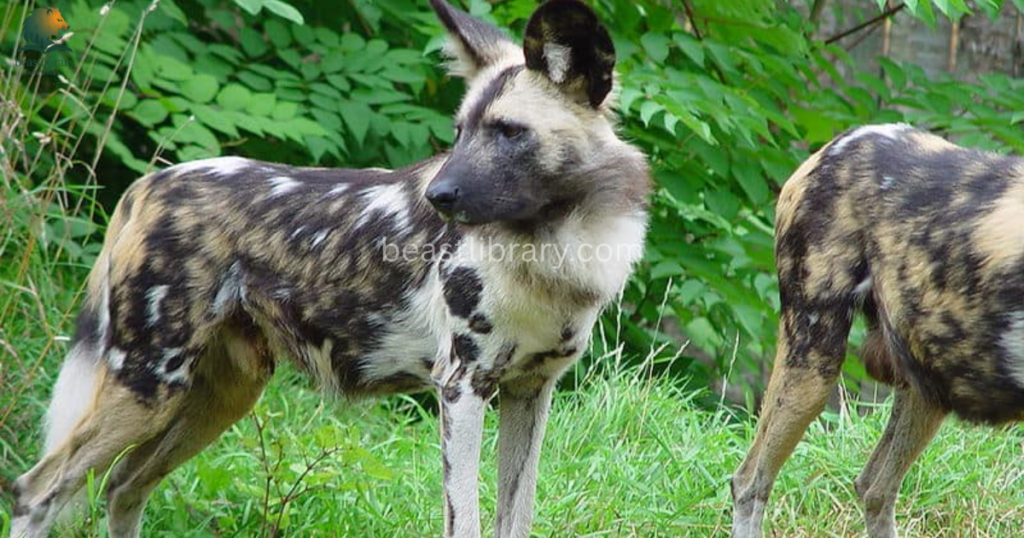 Animals That Eat Monkeys - wild dog