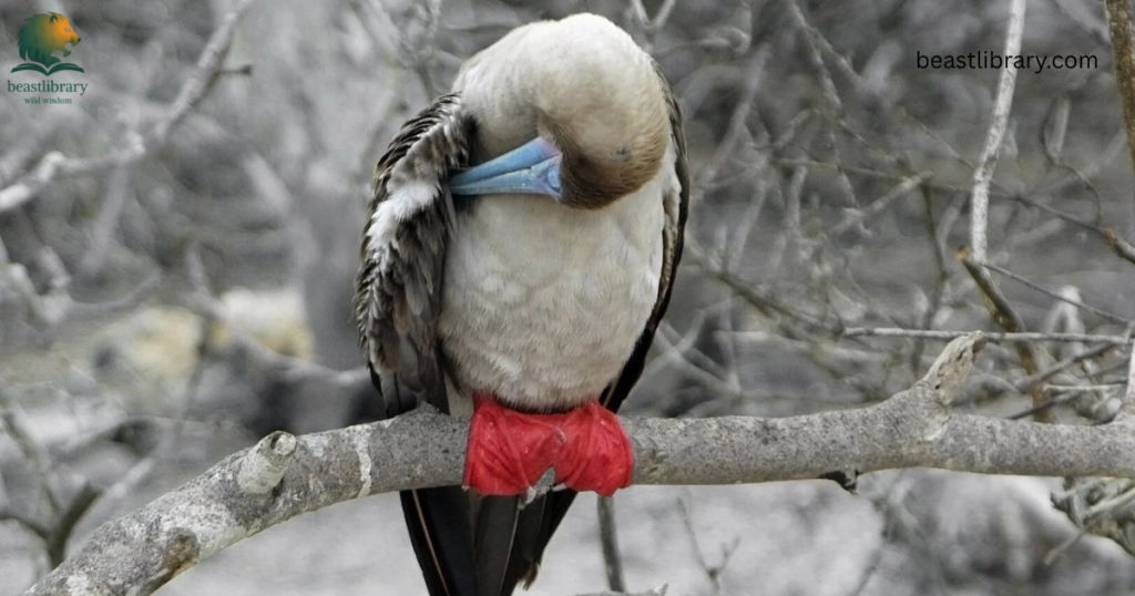 Animals With Long Legs-red-footed booby