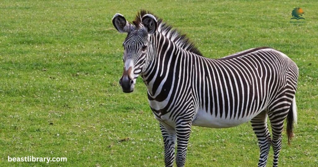 zebra long neck animal