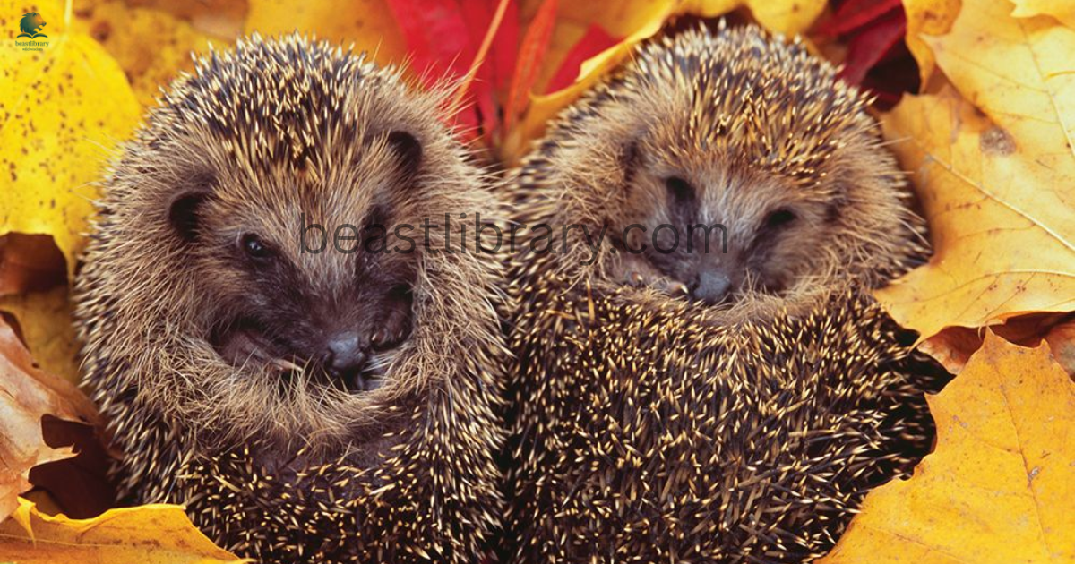 Animals That Hibernate