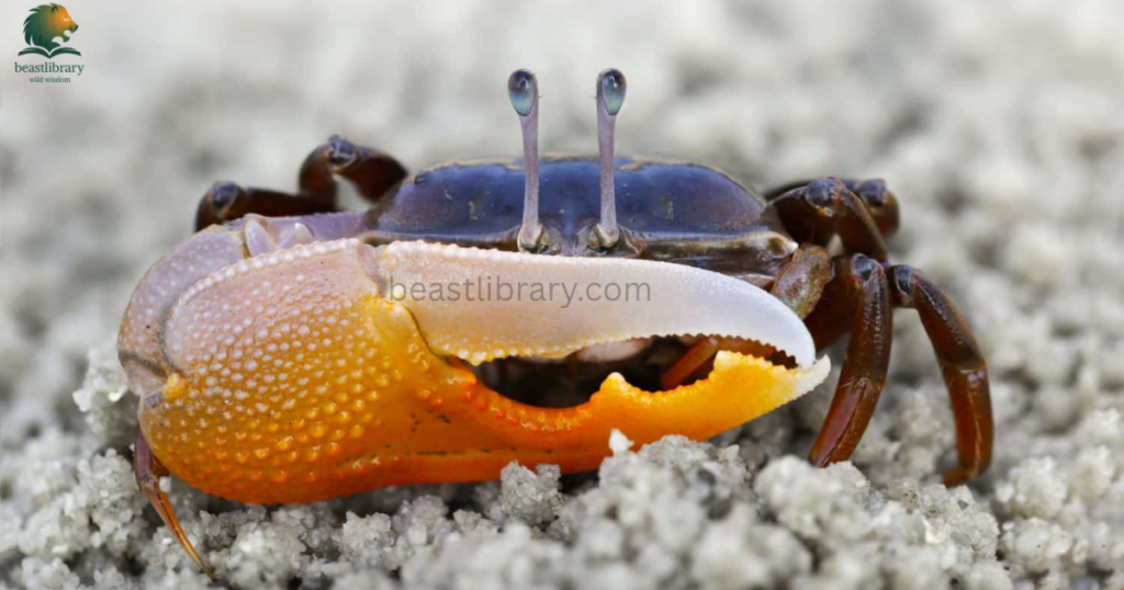 Animals That Live in Mud- fiddler crabs