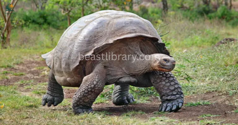 Animals That Walk Slowly