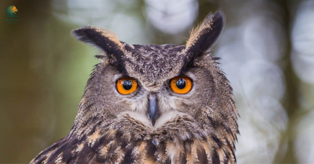 Animals That Can See in The Dark- owl