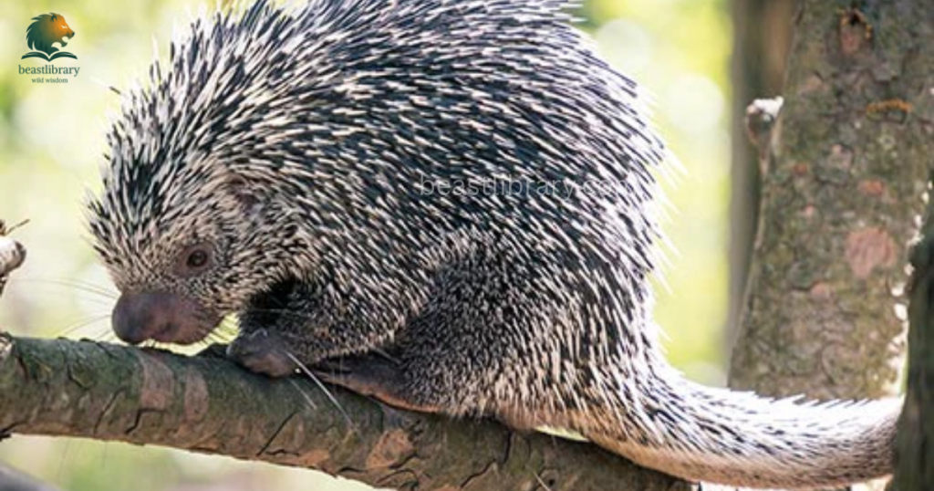 Do porcupine have prehensile tail