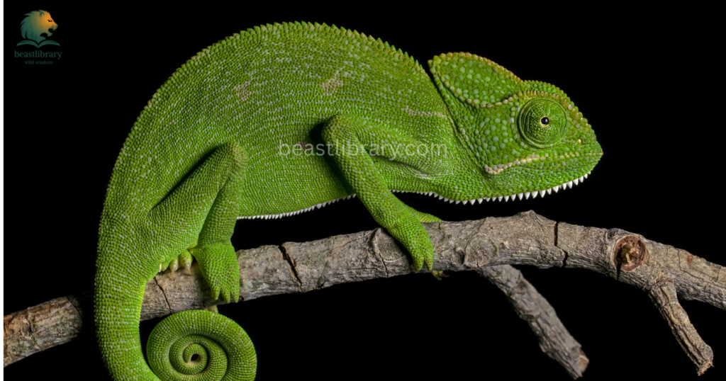 chameleon are flexible