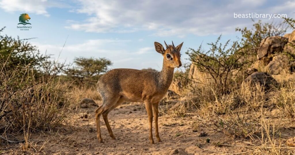 Dik-Dik