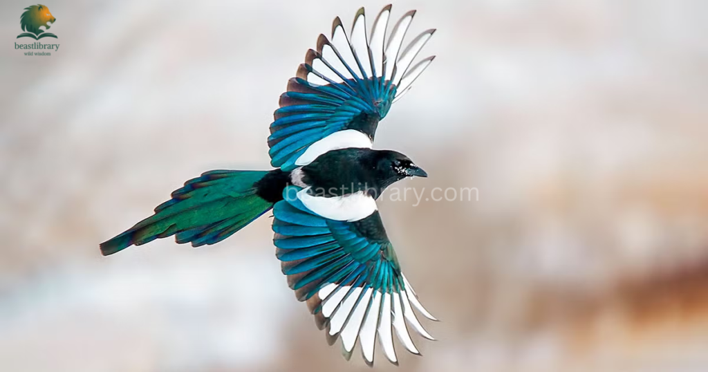 Smartest birds in The World- eurasian magpie