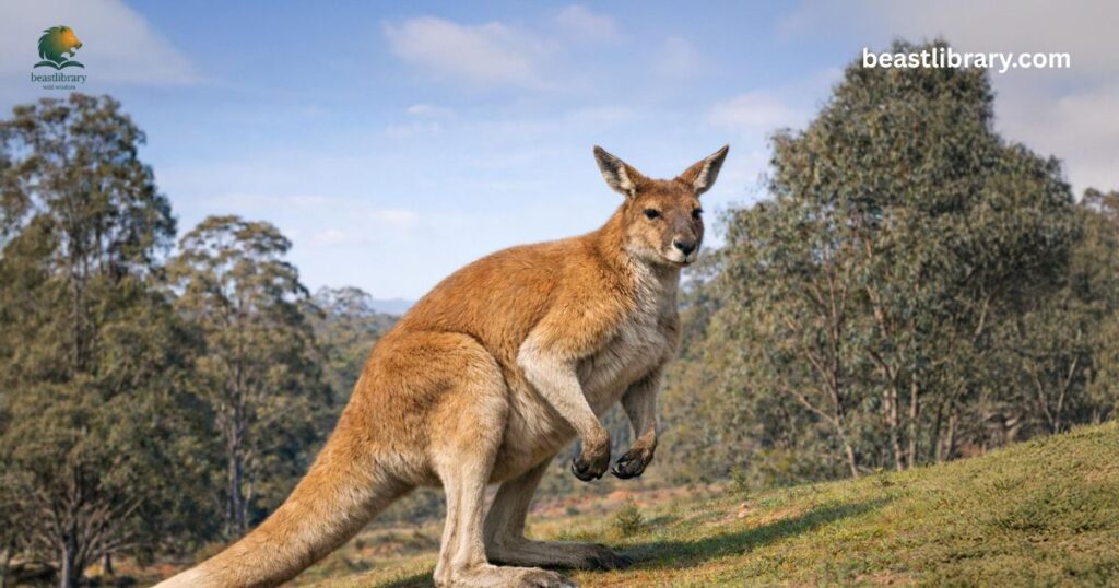 how strong is a kangaroos kick?
