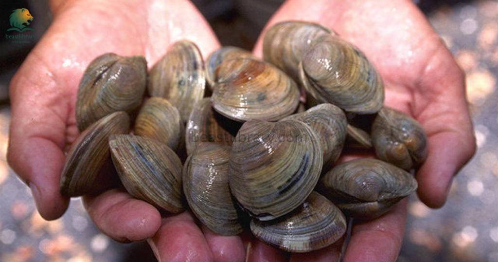 Animals That Live in Mud- littleneck clams