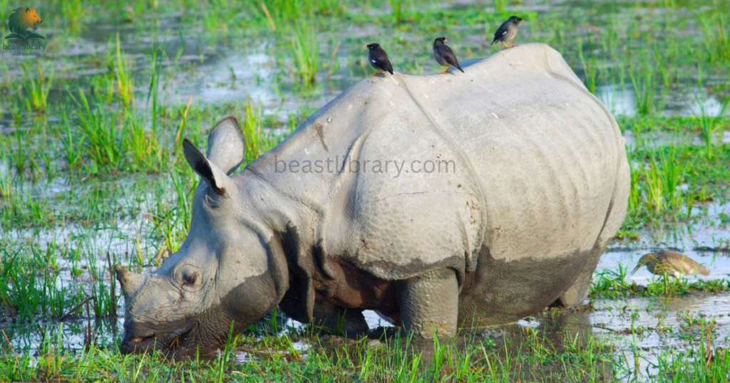 Mammals That Cannot Jump- rhino