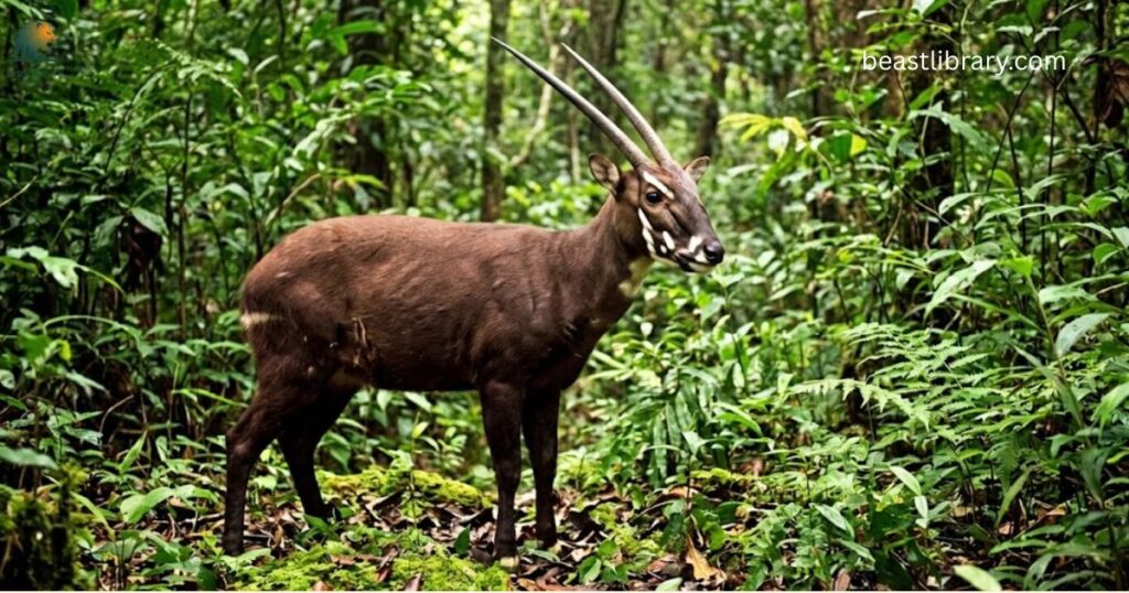 Saola
