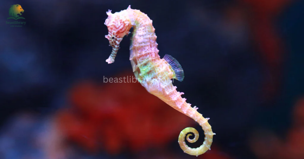 Animals with pouches- sea horses