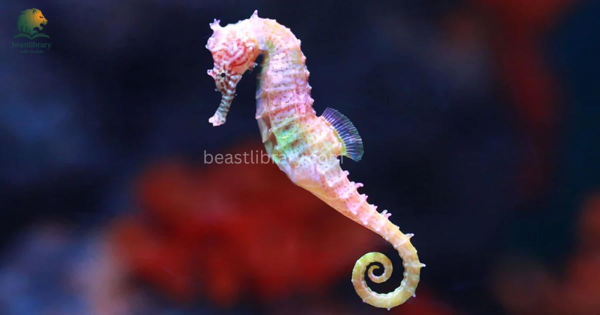 Animals With Prehensile Tails