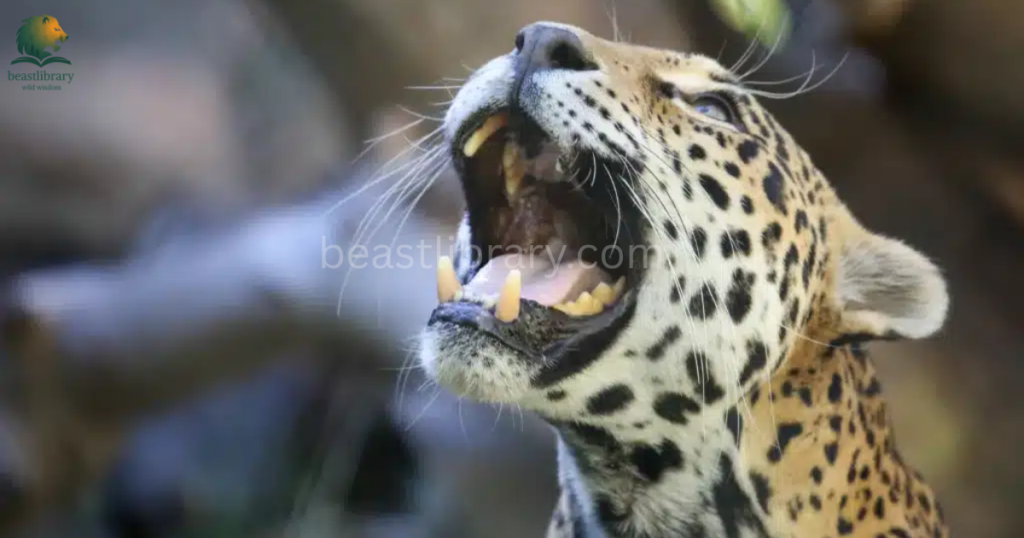 Animals With The Strongest Bite- jaguar
