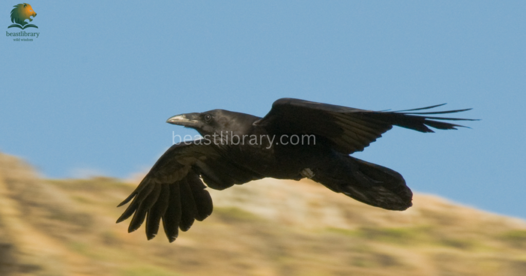 Smartest birds in The World- ravens