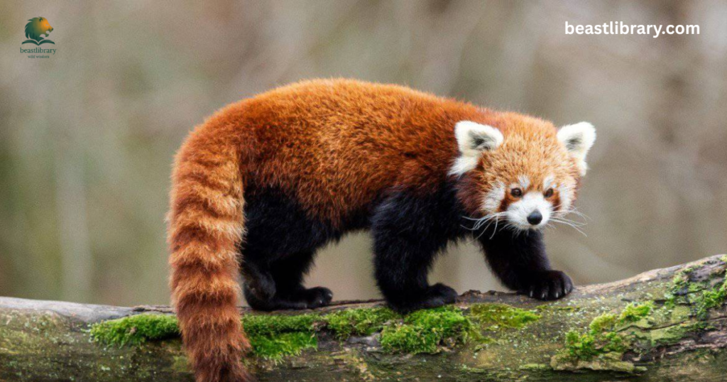 Red Panda- timid animals