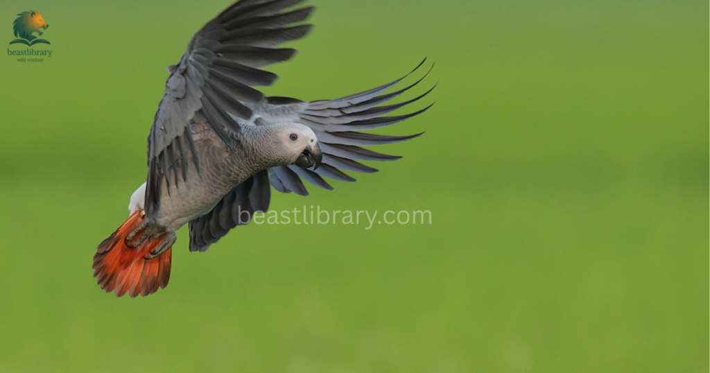 Smartest birds in The World- african grey parrot