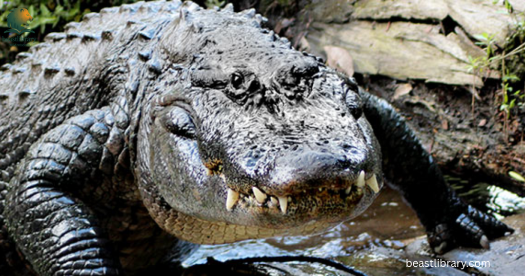 Animals That Can See in The Dark- alligators