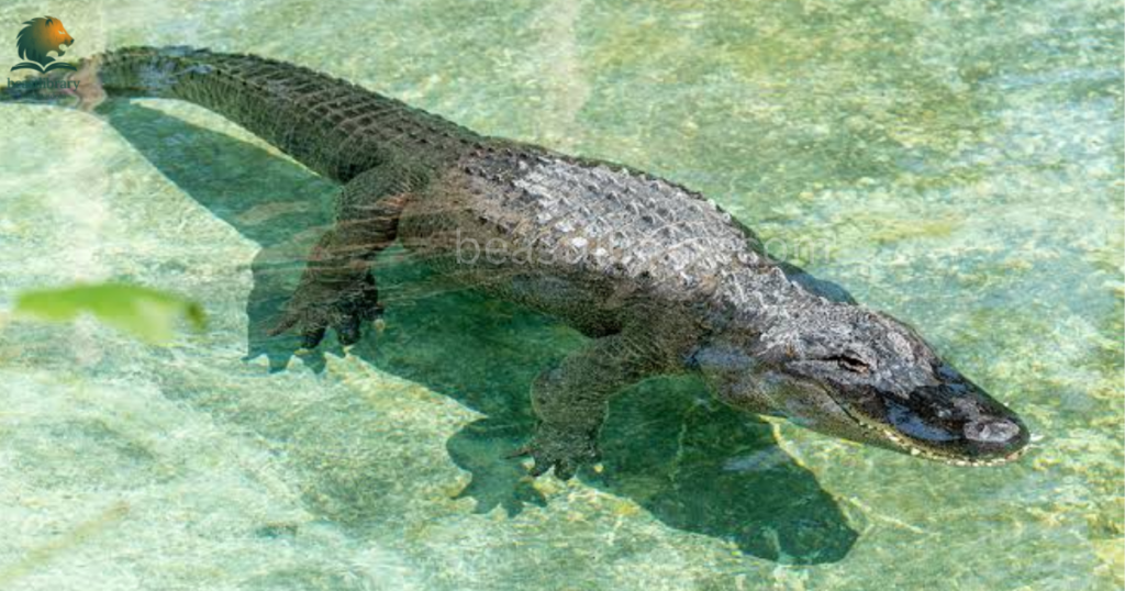 Animals With The Strongest Bite- american alligator
