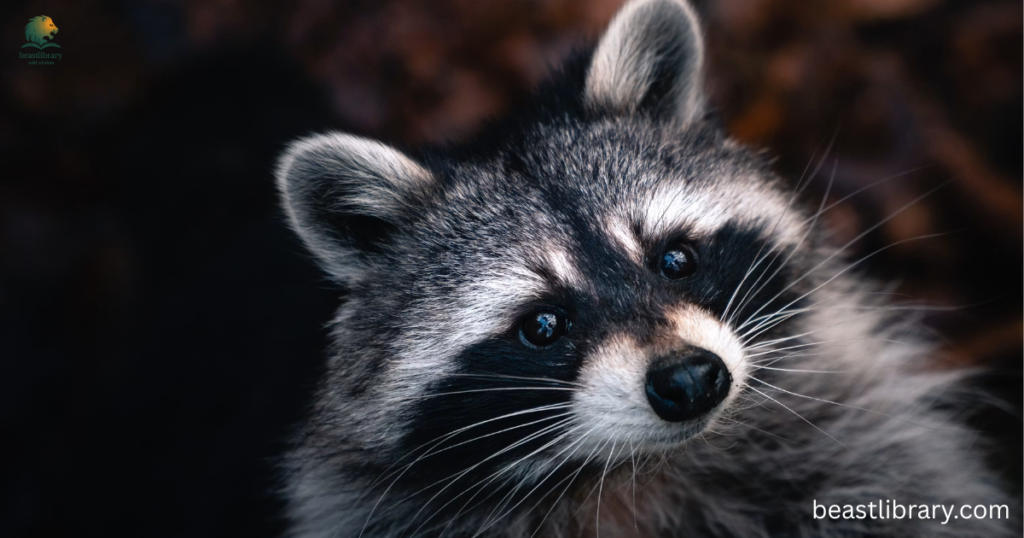 Raccoons-Independent Animals in The World