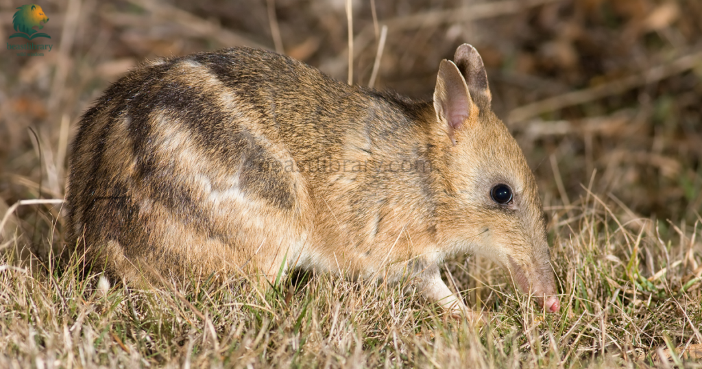 Animals With Pouches- bandicoots