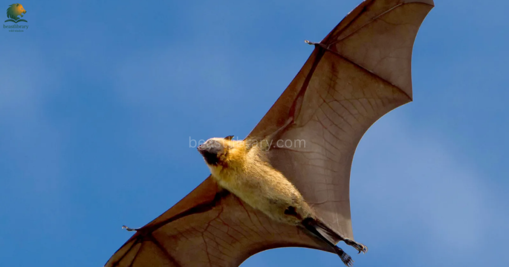Animals That Can See in The Dark- bats