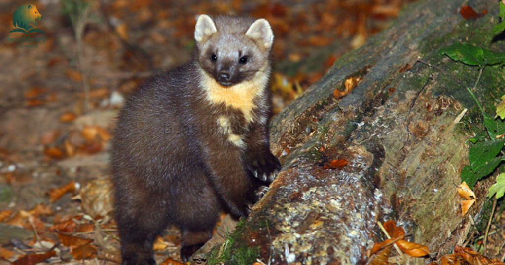 Animals That Look Like Otters- martens