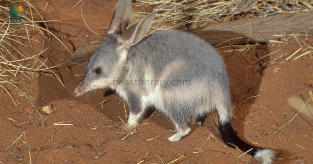 Animals With Pouches- bilby
