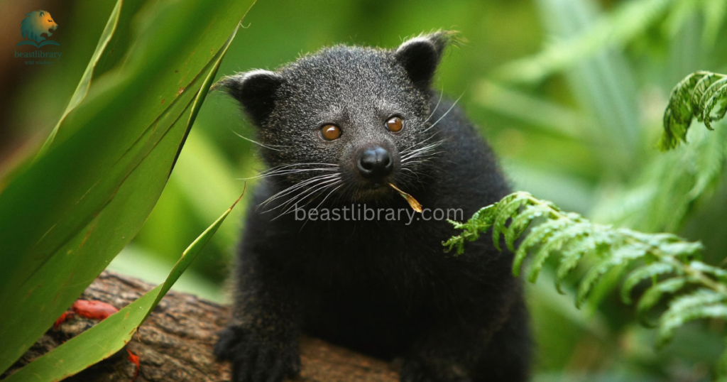 Name of animals with prehensile tails