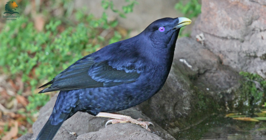 Hard Working Animals in The World- bower bird
