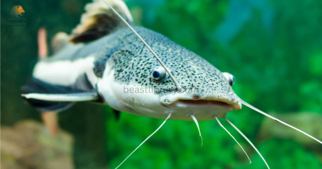 Animals That Live in Mud- catfish