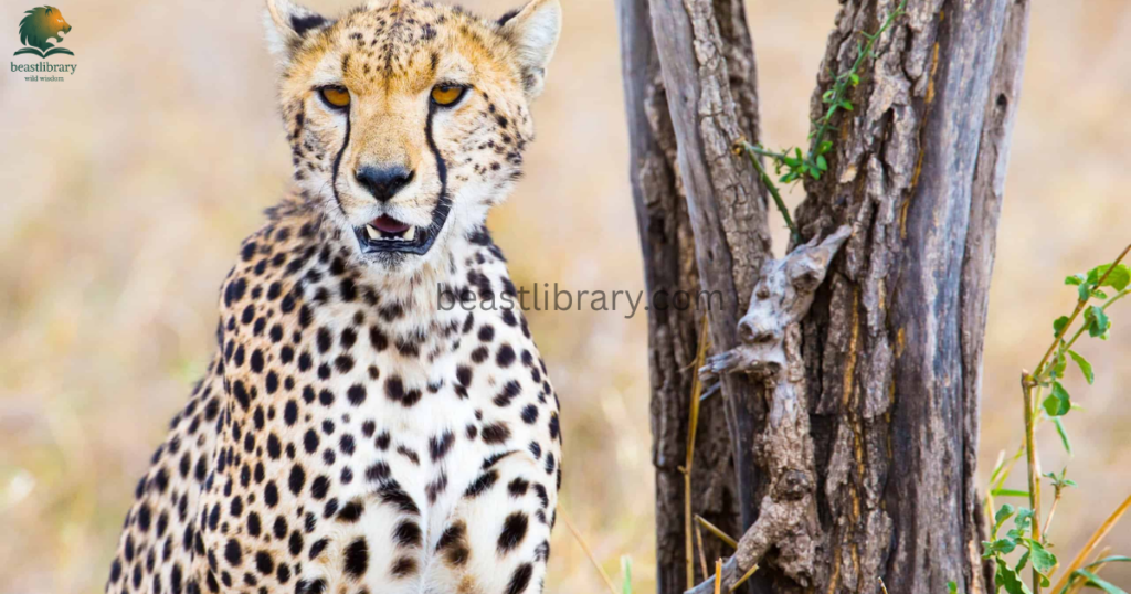 cheetah is flexible
