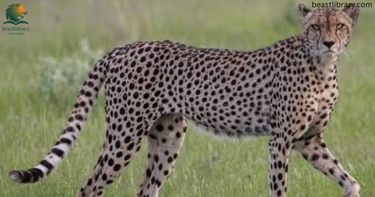 Flexible Animals in The World