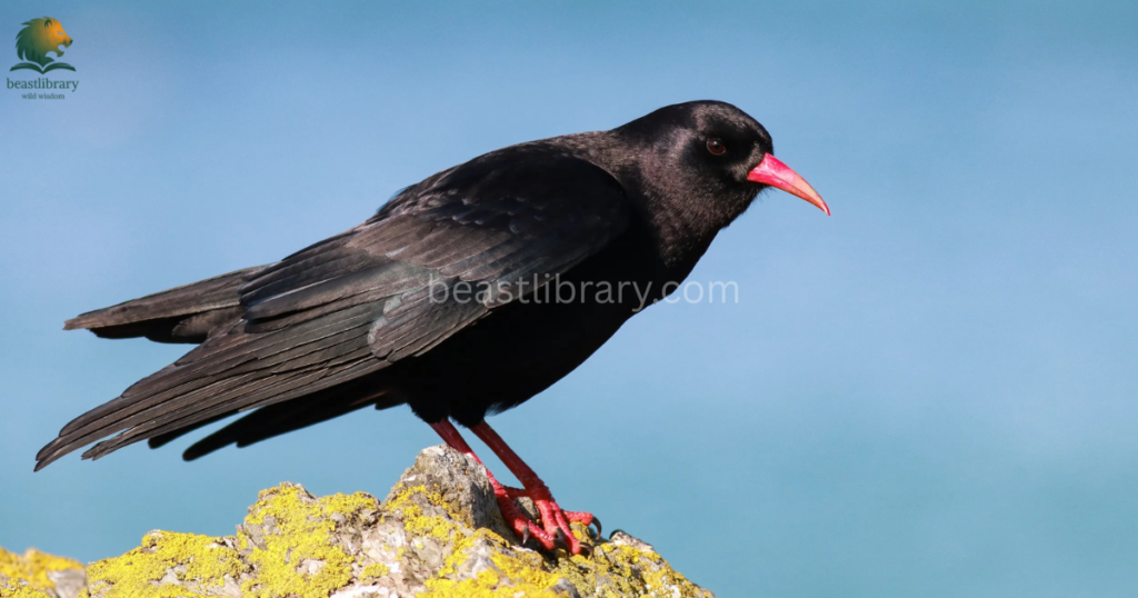 Smartest birds in The World- choughs