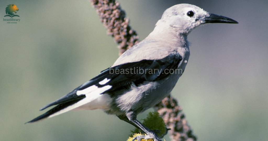 Smartest birds in The World- clark's nutcracker