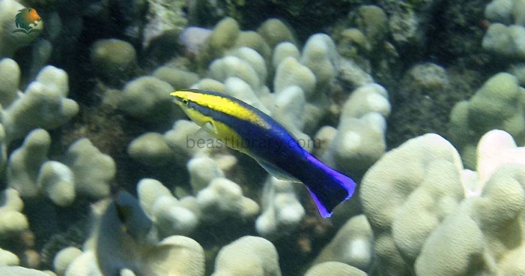 Hard Working Animals in The World- cleaner wrasse