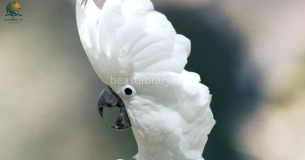 Smartest birds in The World- cockatoo