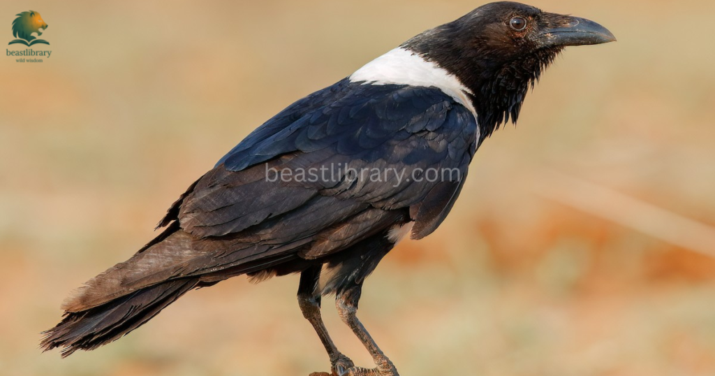 Smartest birds in The World- crows