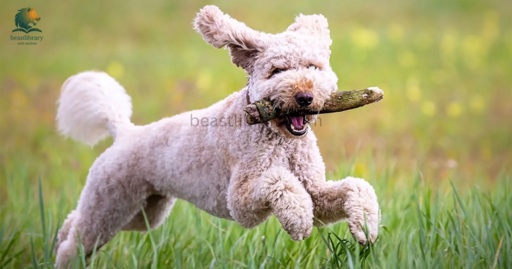 Hard Working Animals in The World- dog