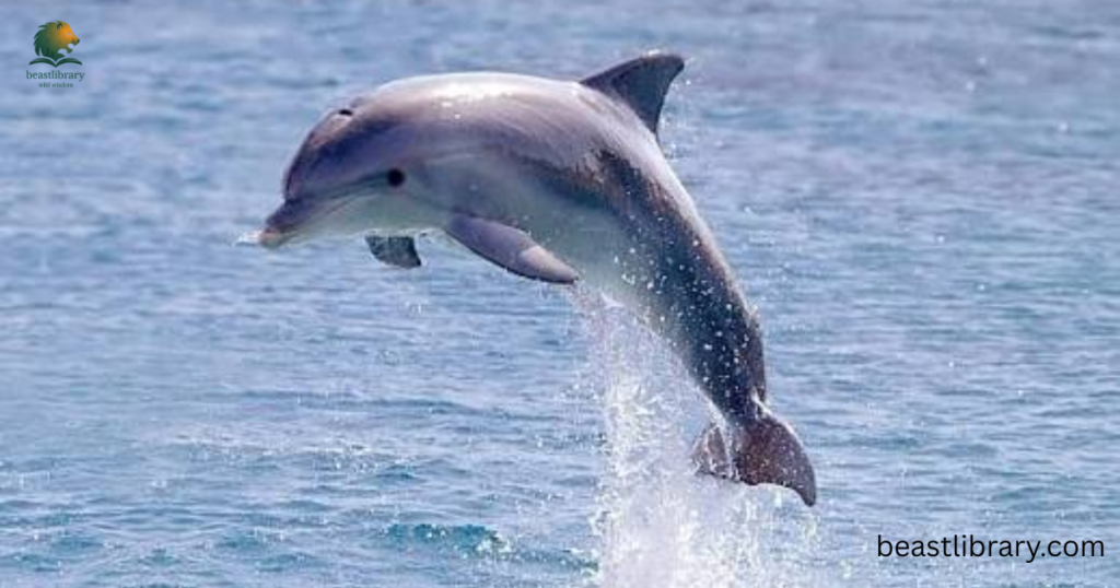 Dolphin-Happiest Animals
