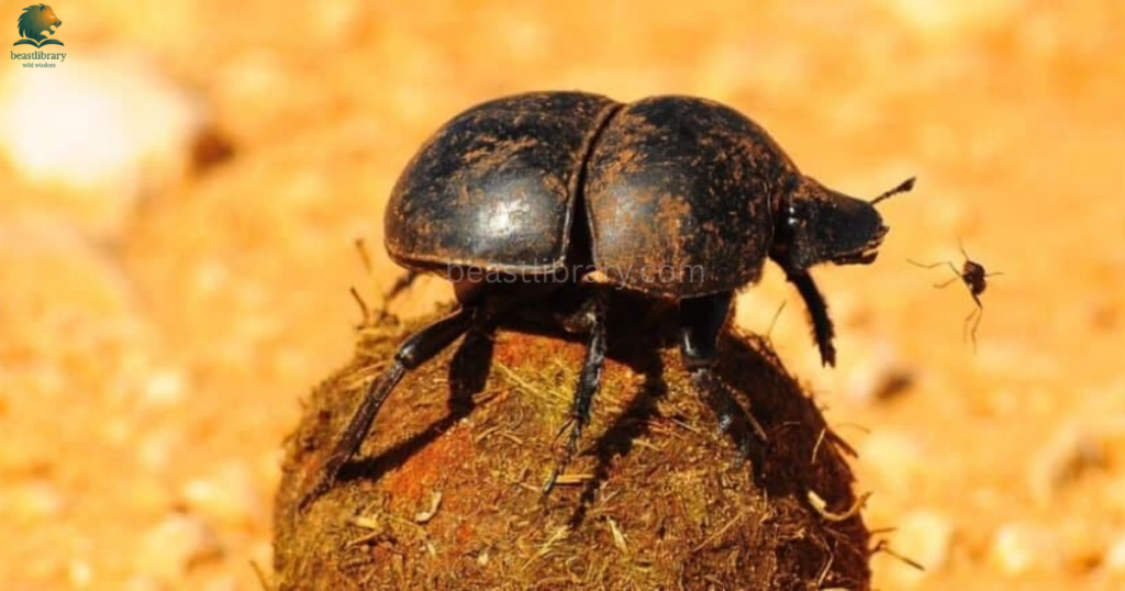 Animals That Can See in The Dark- dung beetle