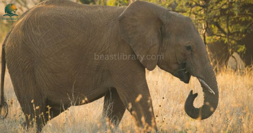 Animals That Live in Mud- elephant