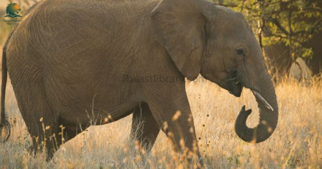 Mammals That Cannot Jump- elephant