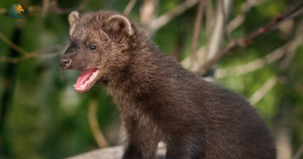 Animals That Look Like Otters- fishers