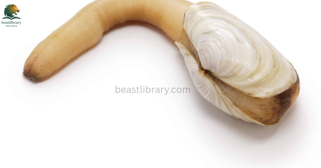 Animals That Live in Mud- geoduck clams