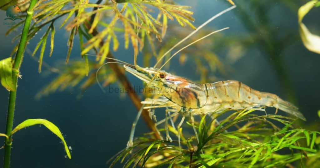 Animals That Live in Mud- ghost shrimp