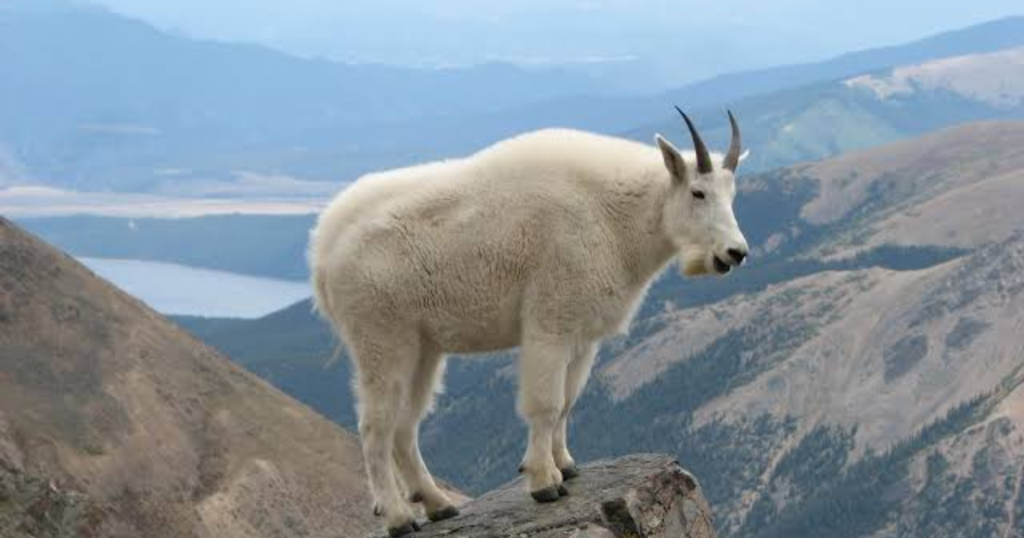 goat with fur