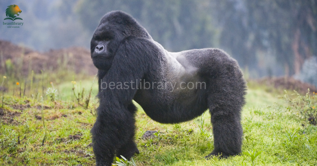 Animals With The Strongest Bite- gorrila