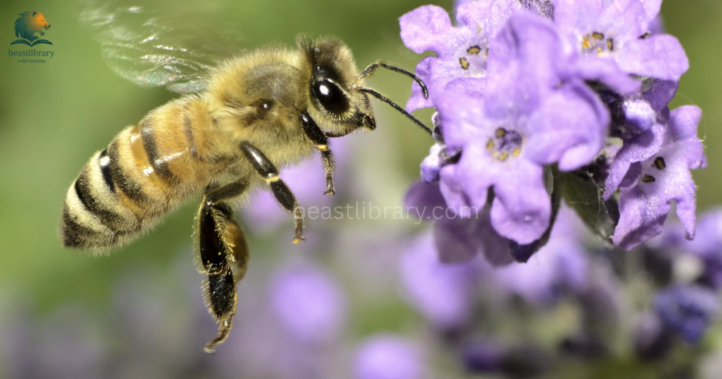 Hard Working Animals in The World- honey bees